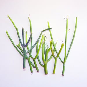 Firesticks Pencil Cactus Sticks 4-5&quot; Succulent Plant Euphorbia Tirucalli Succulent Plant, Weird Succulent Sticks, Cuttings of Fire Sticks