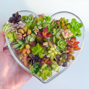20 Small Succulent Cuttings Assorted Miniature Succulent Clippings Variety Plants Colorful Petite Cuttings Bulk Succulents Wholesale Plants