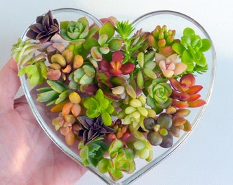 Assorted Succulent Cuttings Pack - 30 Fresh Cuttings, 15 Varieties (2-4 Inches)