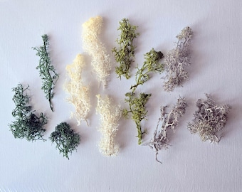 Dried Dyed Lichen Set of 12 Real Lichen Soft Natural Dry Lichen For Terrarium Resin Project Crafts For Jewelry Small Dried Healthy Organic