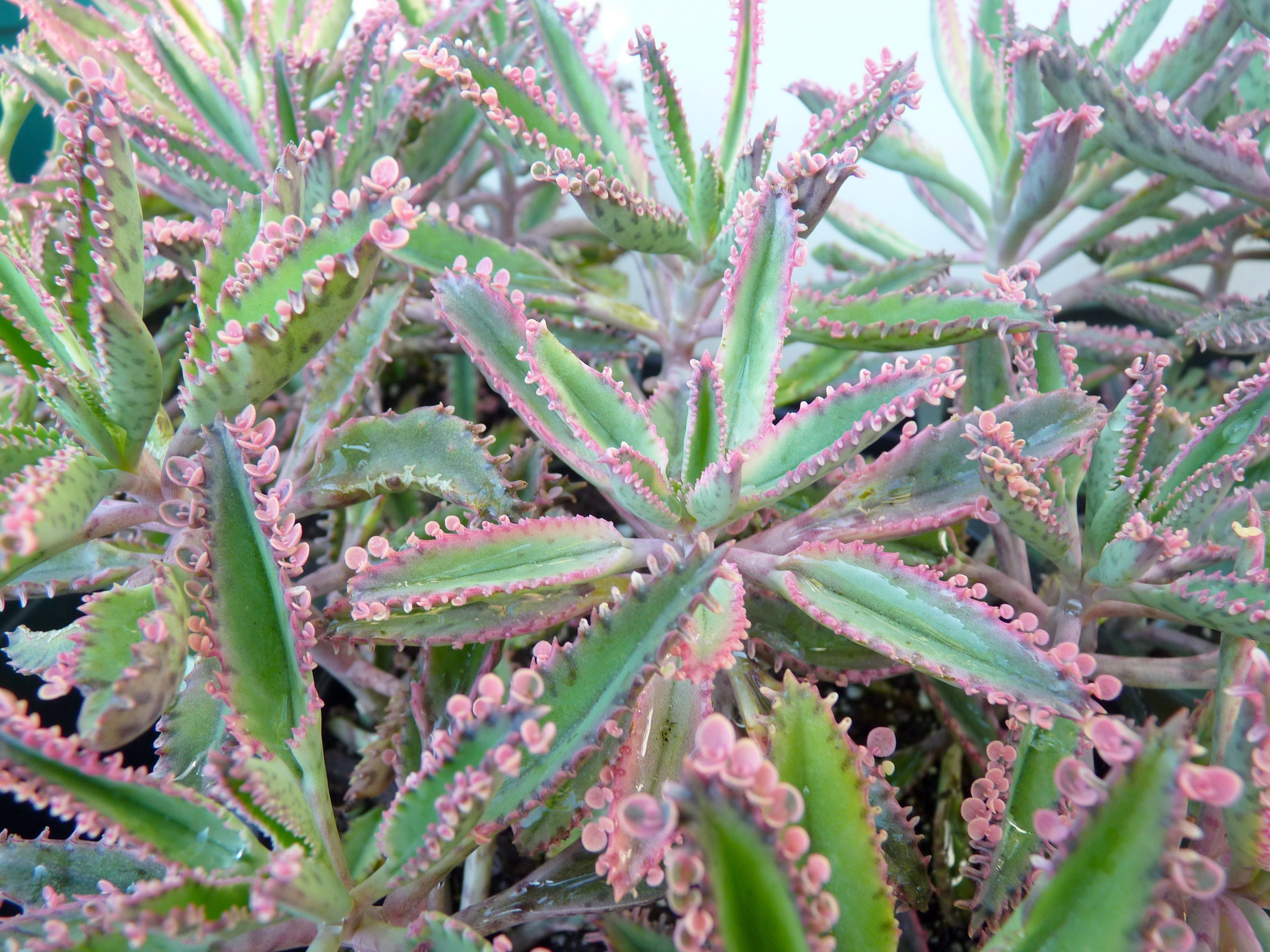Kalanchoe Pink Butterflies Plant 45 Organic Plant Etsy