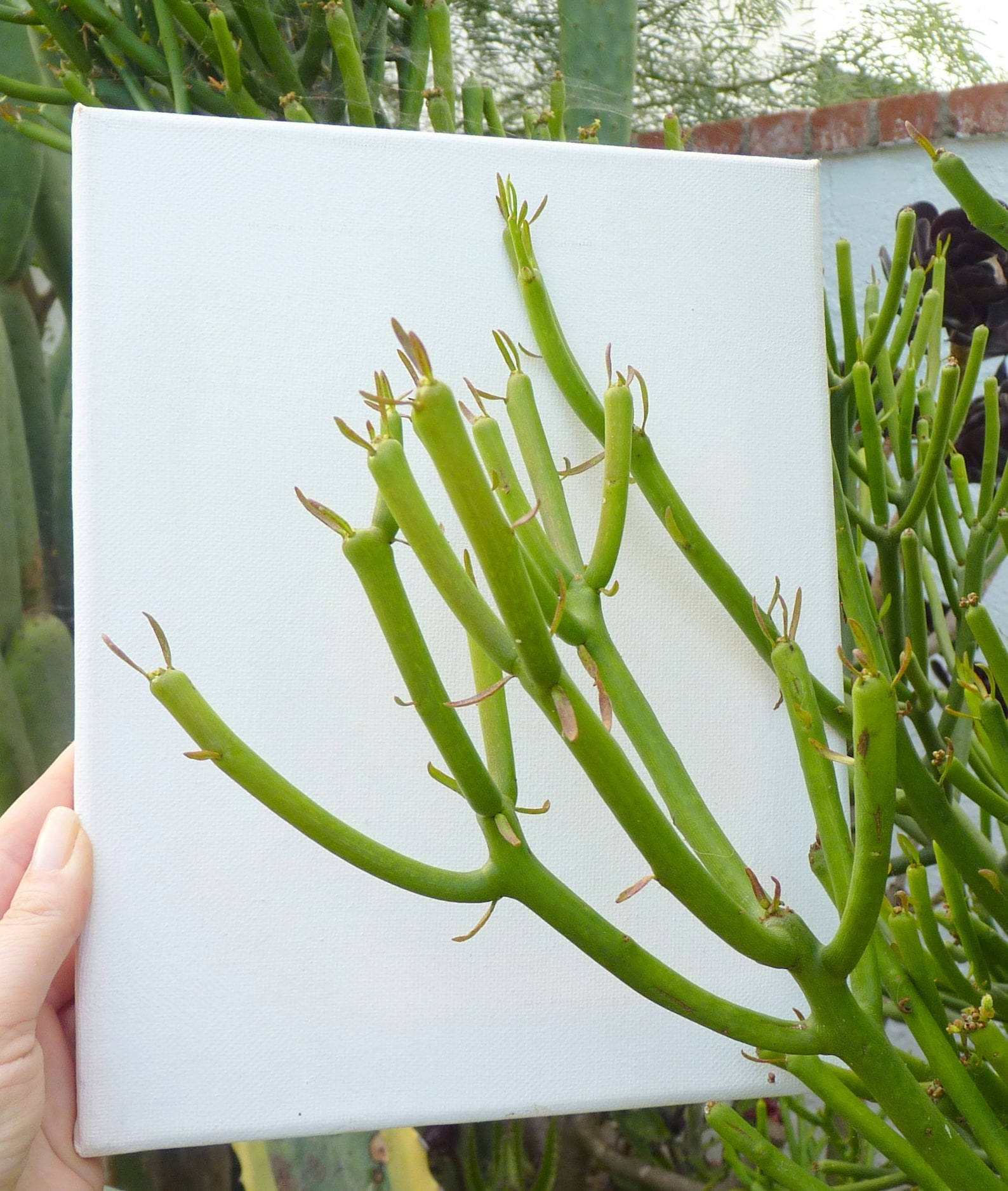 Firesticks Pencil Cactus Sticks 45 Succulent Plant Etsy