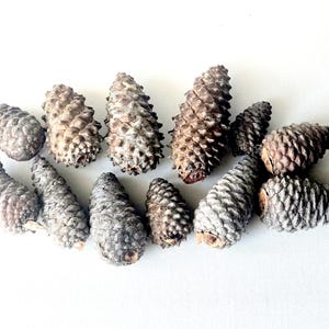 May include: A collection of twelve natural pine cones of varying sizes and shapes, featuring a textured, woody surface with a brown and grey color palette. The pine cones are arranged in a loose cluster, displaying their individual scales and pointed tips.