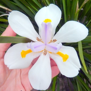 May include: A close-up of a white iris flower with six petals. The flower has a light purple center with yellow and brown accents. The flower is held in a hand, with green foliage in the background.