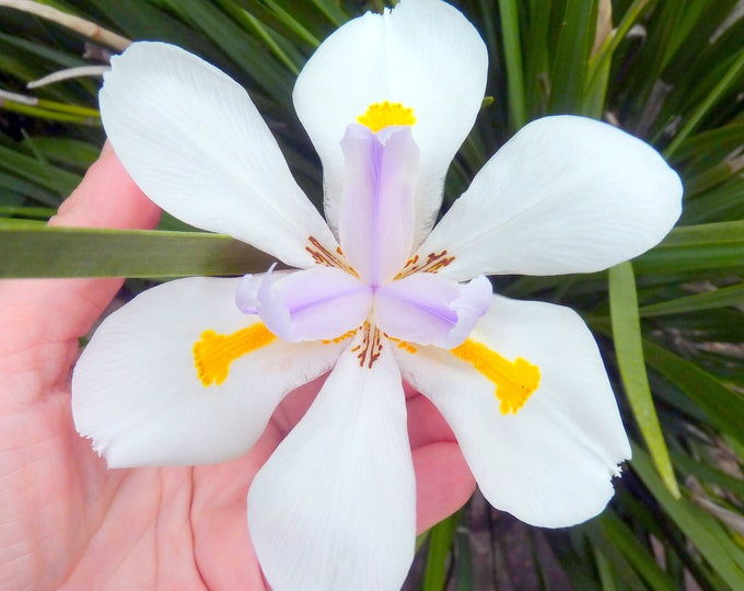African Iris Plant 3 Starter Iris Plants Iris Dietes Frandiflora Dietes