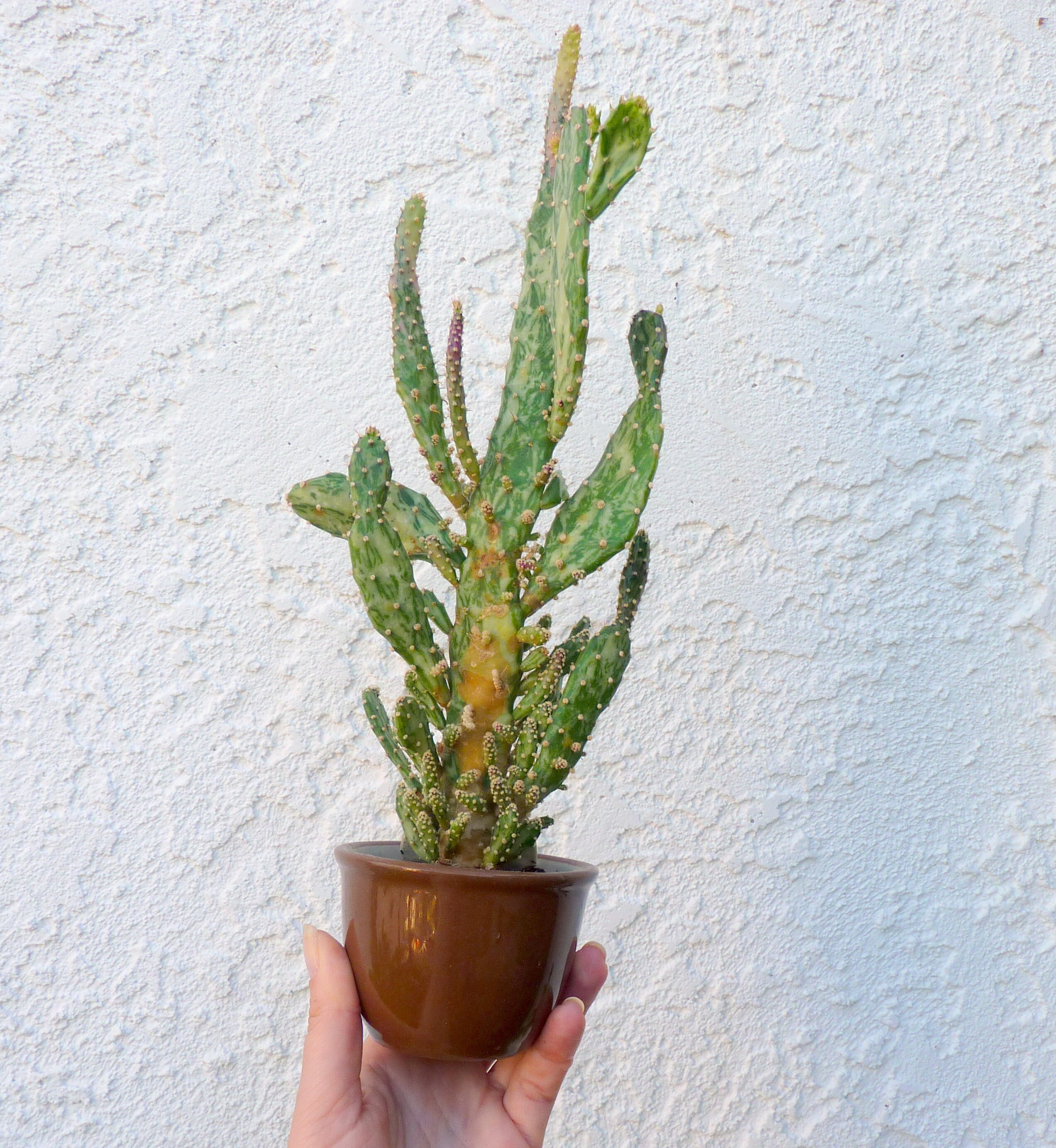 Variegated Joseph's Coat Cactus Opuntia Monacantha Prickly Etsy