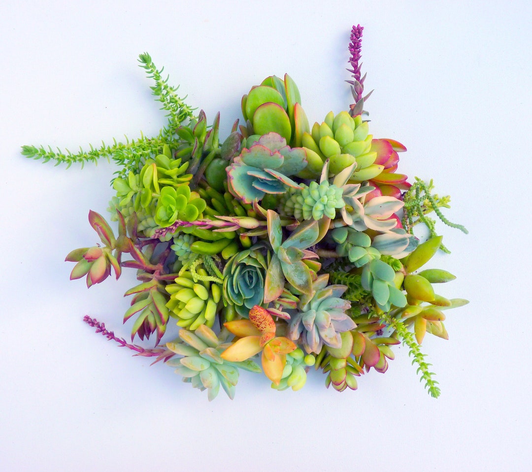 20 Succulent Cuttings Assorted Succulent Clippings Variety Succulent