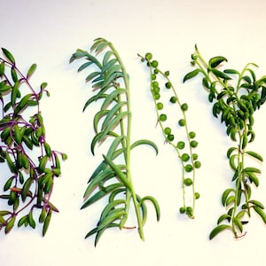 May include: An overhead shot of four different types of succulent plants. The plants are green with varying leaf shapes, including tear-drop, cylindrical, and bead-like. Some stems have a purple hue. The plants are arranged against a white background.