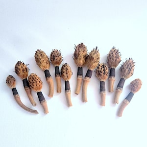 May include: A collection of twelve dried botanical seed pods, each featuring a textured, light brown, spiky head attached to a slender, tan-colored stem with a dark brown, mesh-like fabric wrap around the base of the seed head.