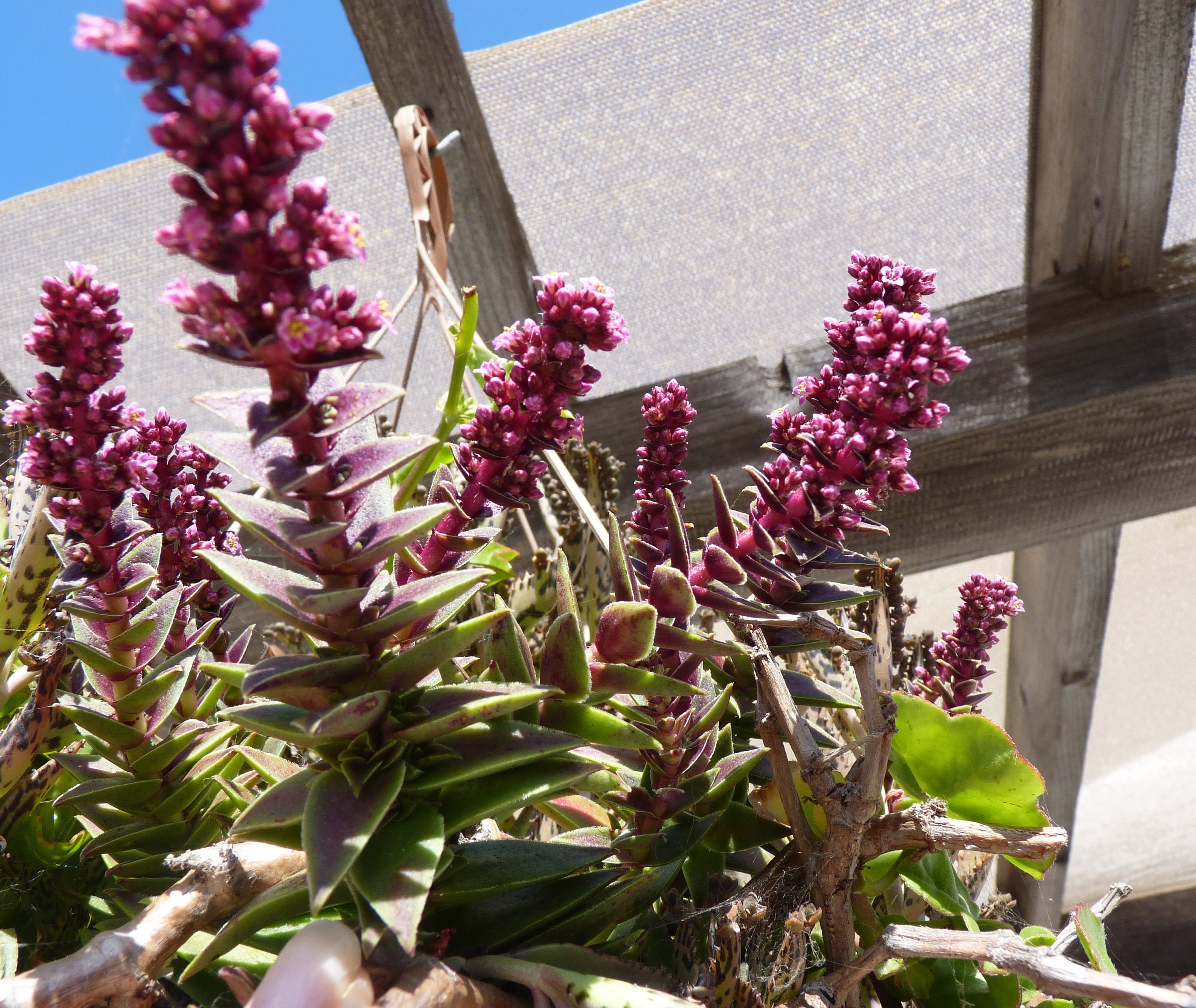 Crassula Corymbulosa Succulent Red Pagoda 2 Plant | Etsy