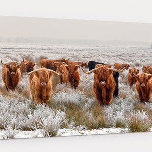 Scotland Highland Cow Canvas Wall Art, Highland Cow Canvas Wall Decor For Bedroom and Living Room, Extra Large Wall Art, Wall Gift