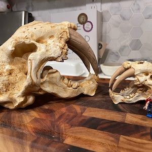 Saber-toothed tiger skull replica, Smilodon, 3D print, skull replica, fossil decor, saber tooth tiger skull, sculpture, dinosaur