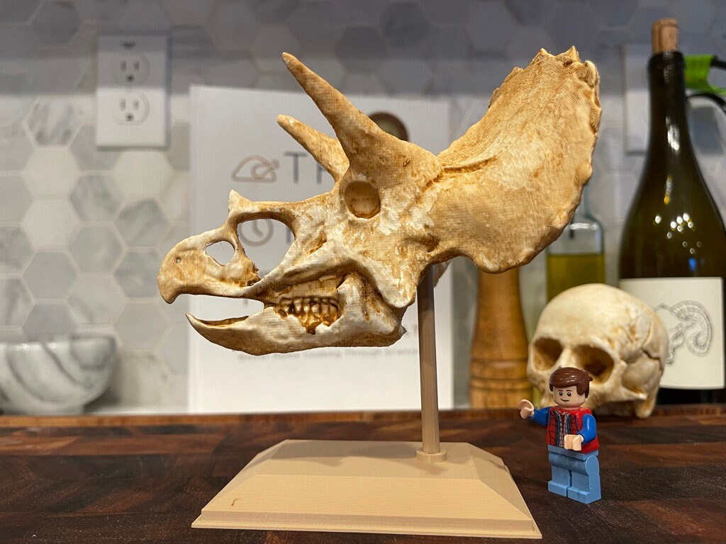Real triceratops skull for sale sales