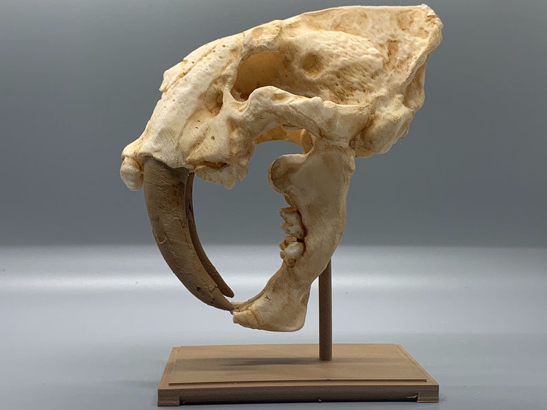 Saber-toothed Tiger Skull Replica Smilodon 3D Print - Etsy Sweden