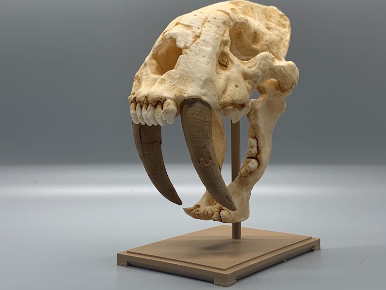 Sabertoothed tiger skull replica Smilodon 3D Print Etsy