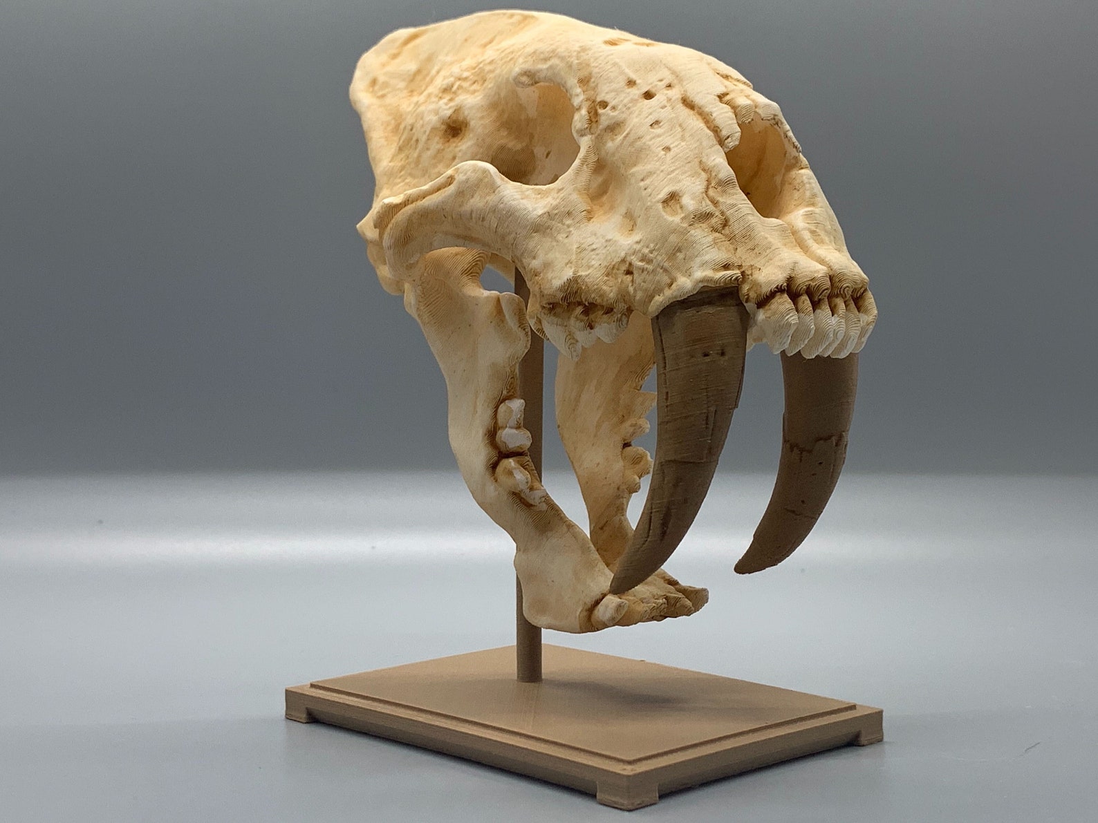 Saber-toothed Tiger Skull Replica Smilodon 3D Print - Etsy