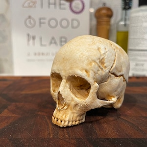 Human Skull Replica, Skull Art, Bone Art, Skull Decoration, Wiccan Decor, Halloween Skull, Human Bone, Skull Decor, Skull Replica