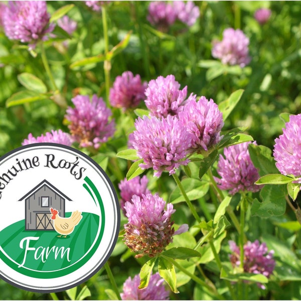 Red Clover Seed, Inoculated, Coated, Non-GMO