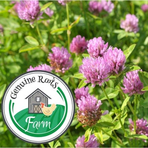 Red Clover Seed, Inoculated, Coated, Non-GMO
