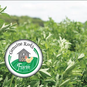 May include: A field of lush green plants with a blurred background of more greenery and a light sky. A circular logo with the text "Genuine Roots Farm" and an illustration of a barn and chicken is in the foreground.