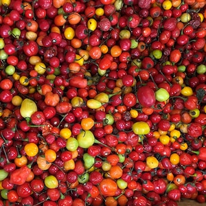 May include: A large pile of red, orange, and yellow peppers. The peppers are all different sizes and shapes, and some have stems.