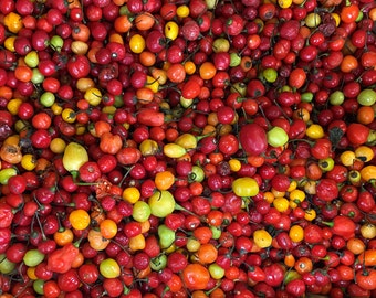 Guyana Wiri Wiri Pepper (seasonal)
