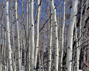 Aspen (V-XL)