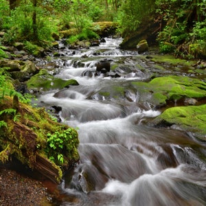 Necarney Creek, Oregon Coast (V), Landscape/Nature Photography