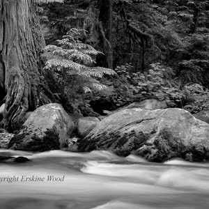 Buck Creek, Washington (H), Black and White Landscape/Fine Art Photography