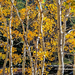 Lee Vining Aspen (H), Landscape/Nature Photography