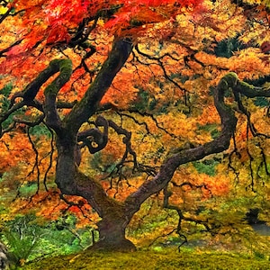 Portland Japanese Maple (H-XL)