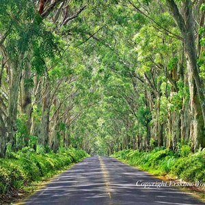 Túnel de árboles de Koloa, Kauai (H), fotografía de paisajes y naturaleza