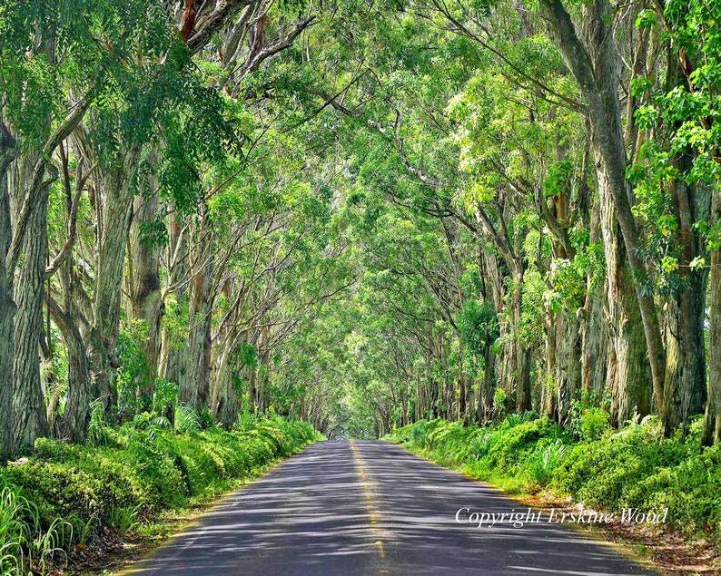 Koloa Tunnel of Trees Kauai H Landscape/nature Photography - Etsy