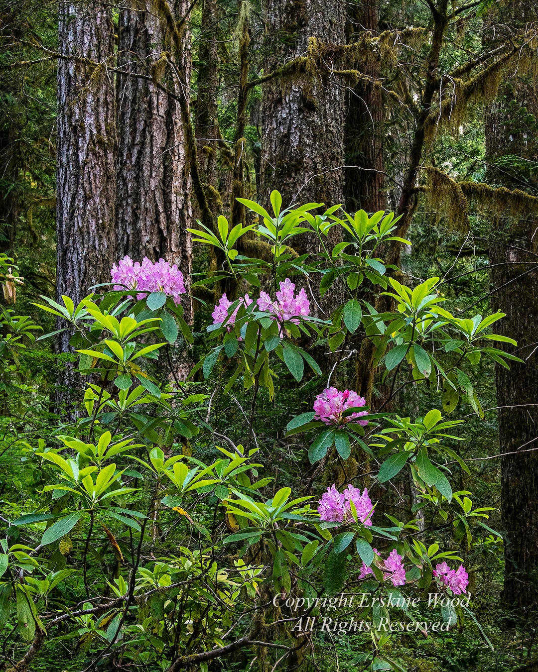 Opal Creek Rhodies (V) - Etsy