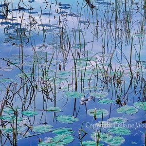Lily Pond, Vermont (H), Landscape/Fine Art Photography