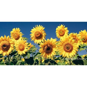 Sunflowers (H-XL)