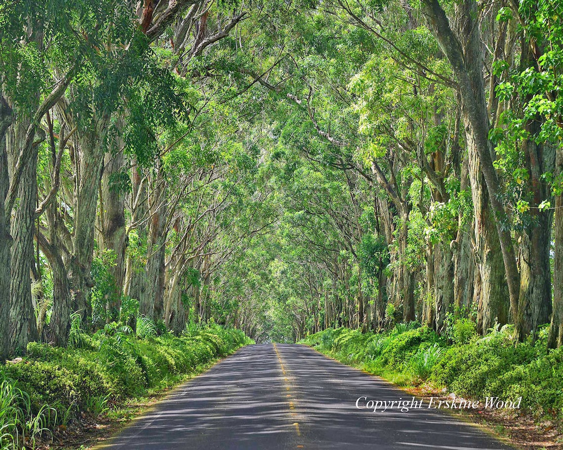 Koloa Tunnel of Trees Kauai H Landscape/nature Photography Etsy