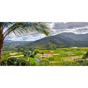 Hanalei Taro Fields (H-XL)