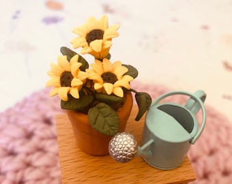 Potted daisies