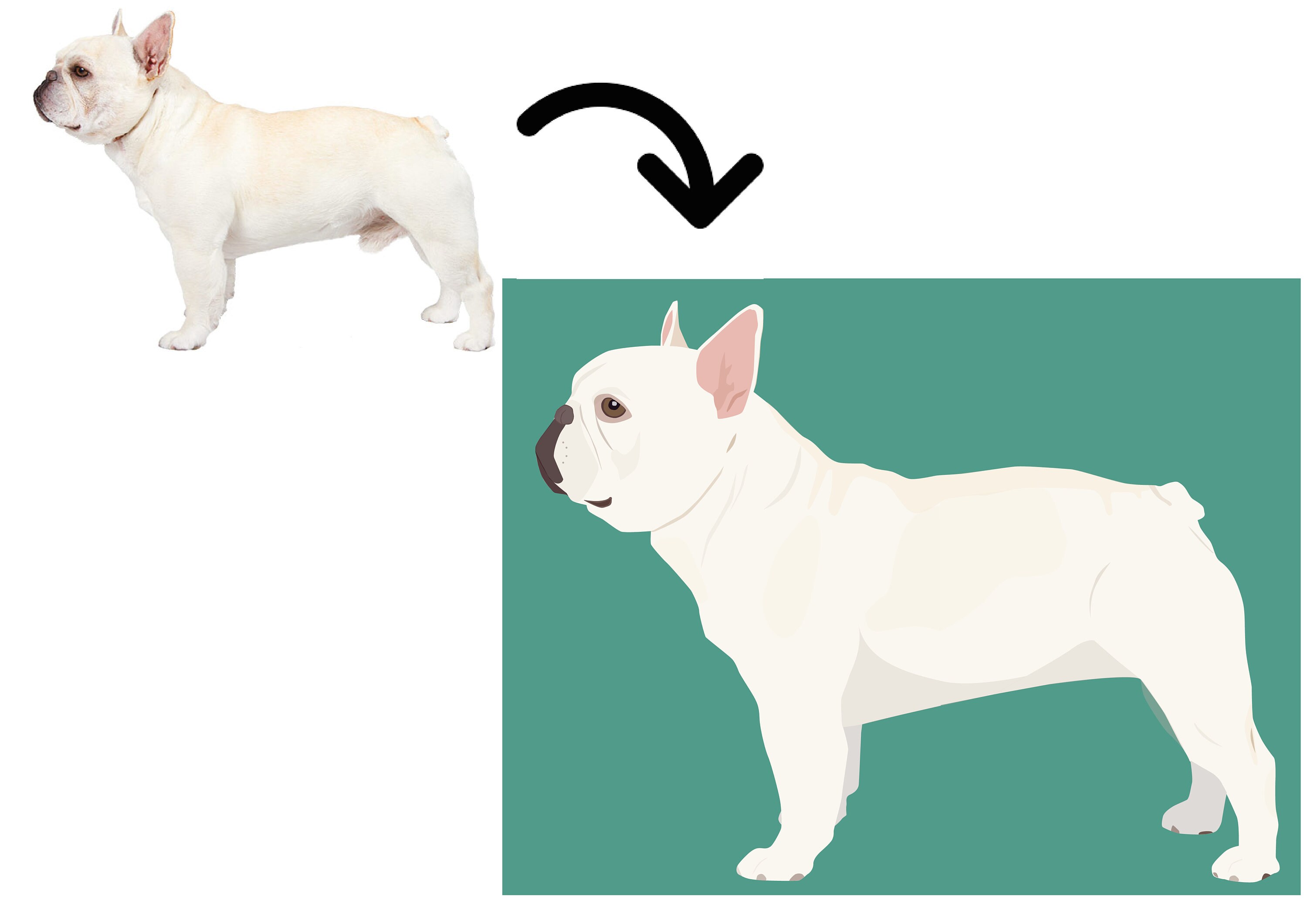 Custom Pet Portrait Digital File Pet Portrait Illustration Etsy UK