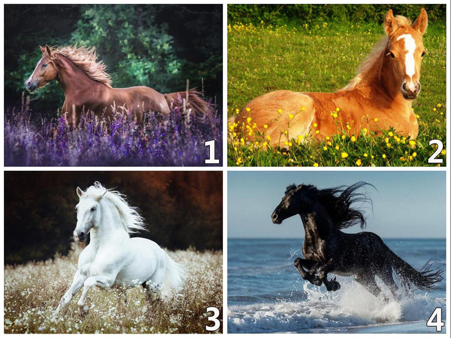 5D DIY Horses of Various Colors Diamond Painting Kitrick and - Etsy 5D DIY Horses of Various Colors Diamond Painting Kitrick and - Etsy