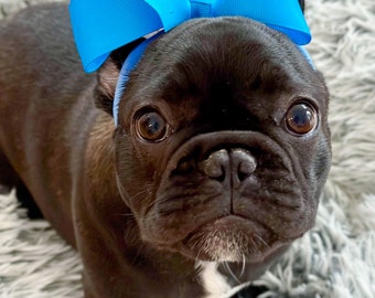 Bold and Beautiful Hairbow Headbands for Dogs