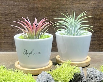 Personalized Air Plant Gift | Custom Ceramic Planter