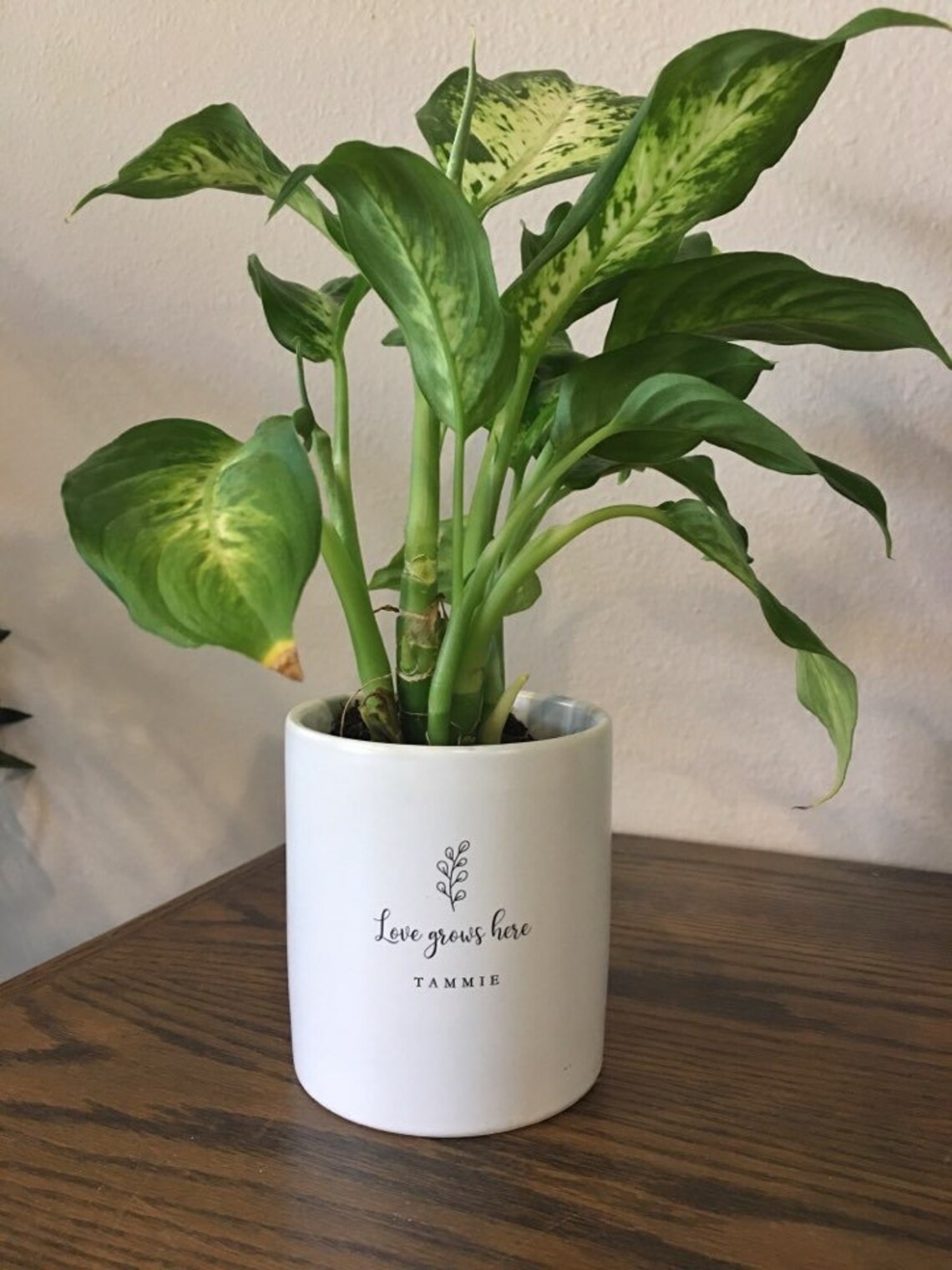 Definition Planter Free Shipping Funny Gift Birthday Gift Etsy