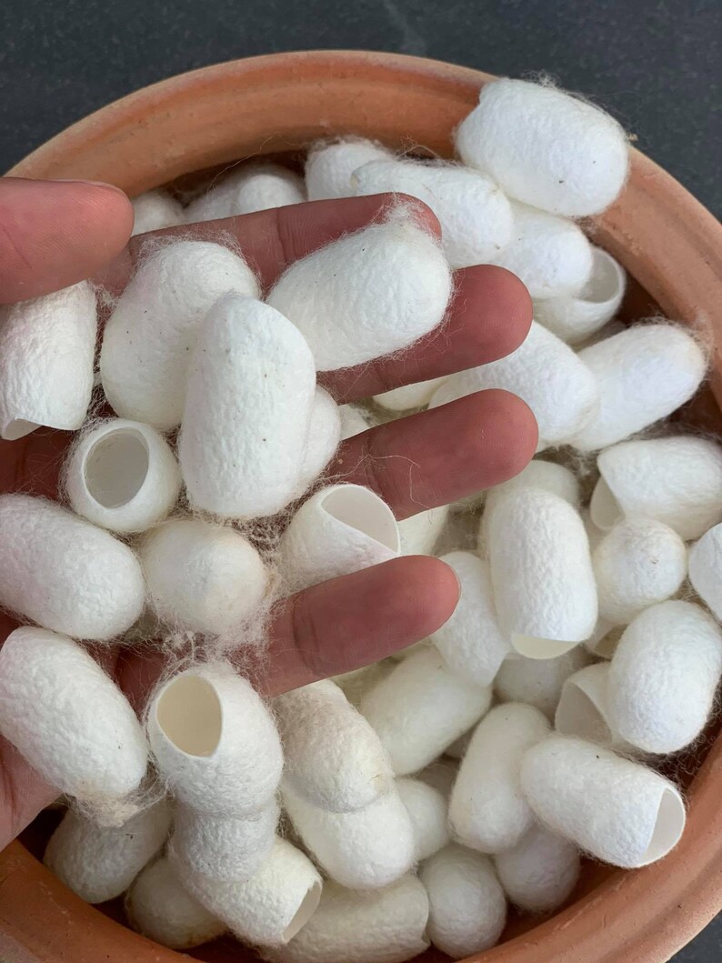 40 Undyed Silk Cocoons Mulberry Cocoons Etsy
