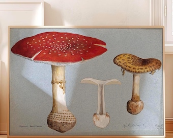 Vintage Mushroom Print: Botanical Fungi Illustration by R. Baker