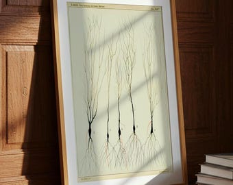 Antike Gehirnanatomie von Ramon Santiago Kunstdruck: Neuron Zeichnung
