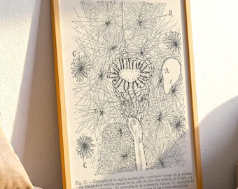 Anatomia mózgu w stylu antycznym autorstwa Ramona Santiago. Wydruk artystyczny: Rysunek neuronu, dekoracja poświęcona neuronauce.