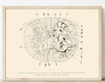Anatomia mózgu Ramona Santiago – wydruk artystyczny: Rysunek neuronu, dekoracja poświęcona neuronauce
