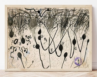 Antike Gehirn Anatomie Kunstdruck: Ramon Santiago Neuron Zeichnung